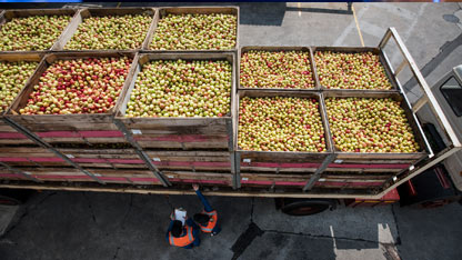 A truck loaded with large crates of apples, with workers in orange vests standing nearby