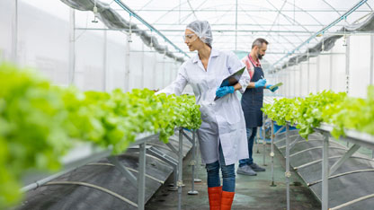 Happy greenhouse workers check their lettuce