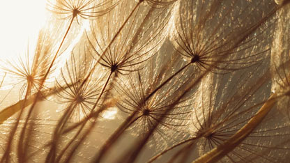 A close-up of dandelion seeds delicately lit by sunlight, showcasing their structure.