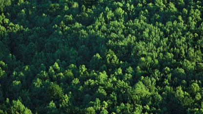 A vast green forest