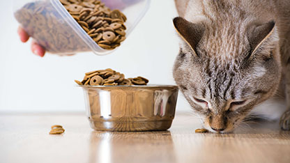 Cat being fed